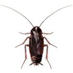 Orientalsk kakerlak